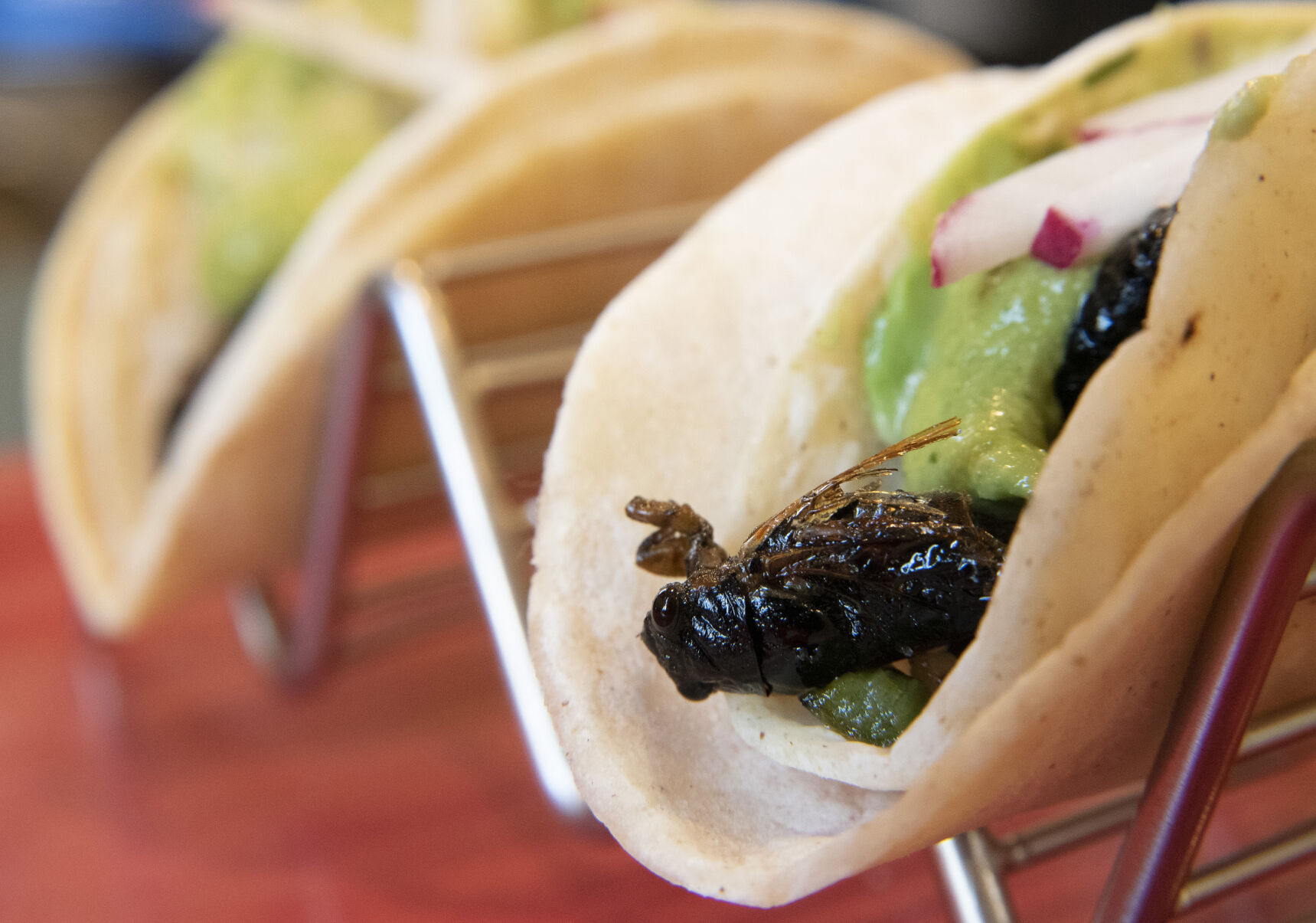 Cicada Tacos